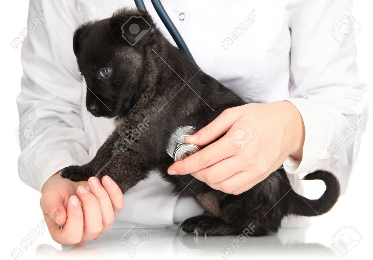 17245816-vet-checking-the-heart-rate-of-puppy-isolated-on-white