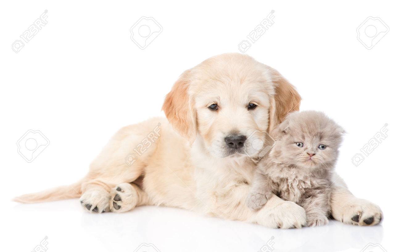 59181414-golden-retriever-puppy-and-tiny-kitten-together-isolated-on-white-background-