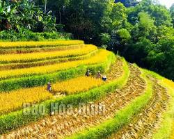 Hình ảnh về Rice fields in Hoa Binh district