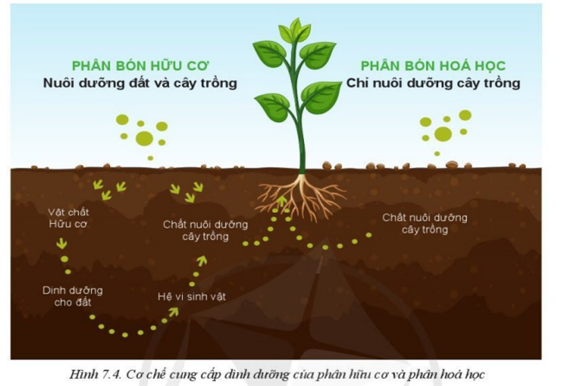 Chứng chỉ Bán Phân bón tại Tây Ninh: Điều kiện, Hồ sơ và Top Trường đào tạo Uy tín