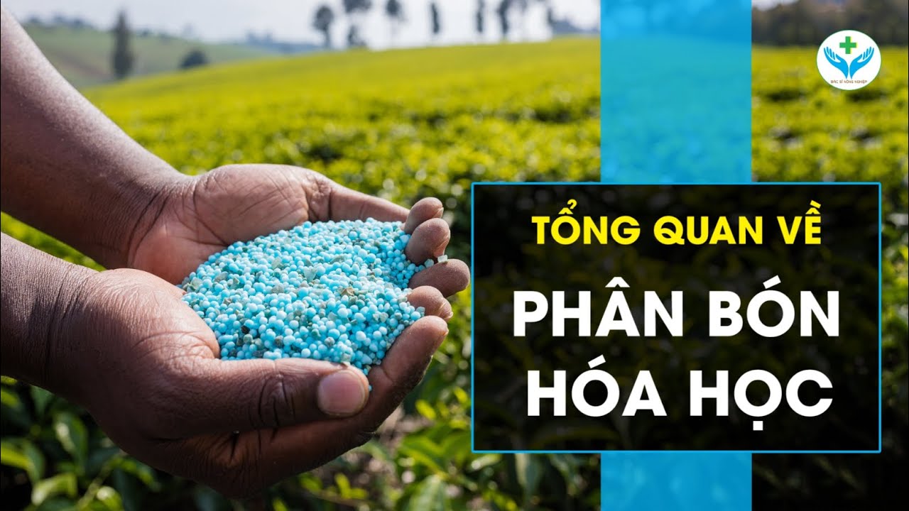 Chứng chỉ Bán Phân bón tại Trà Vinh: Lộ trình Cấp tốc
